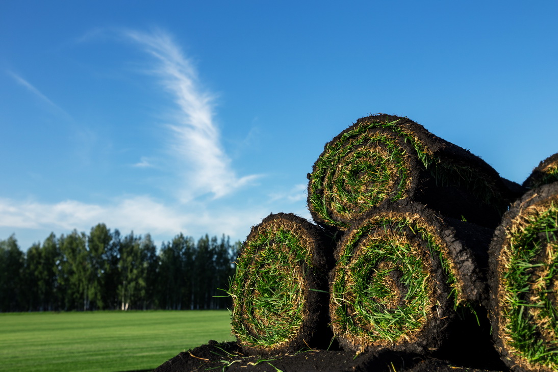 Fresh turf rolls ready for laying